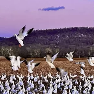 Snow Geese Taking Flight