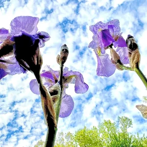 Man in the Iris