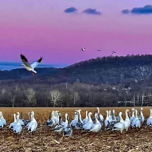 Two Taking Flight