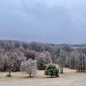 Morning Frost