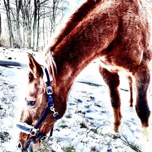 Winter Grazing 1
