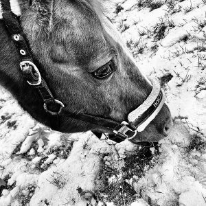 Winter Grazing 2