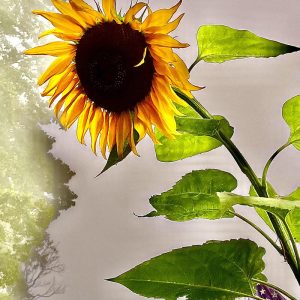 Sunflower with Flag