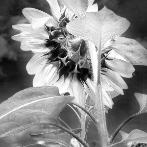 Looking For The Sun (B&W)