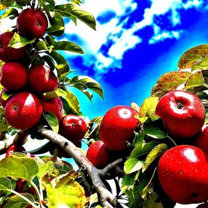 Ready For Picking