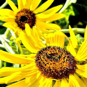 2 Sunflowers