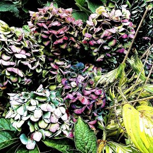 Fall Hydrangeas