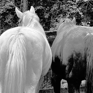 Horses Asses