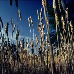 Summer Wheat