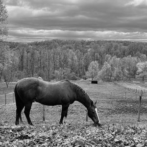 Grazing Horse
