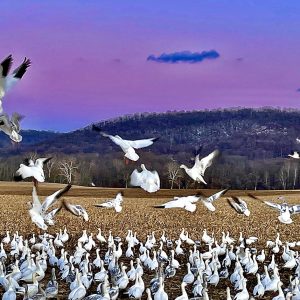 Snow Geese Taking Flight 2