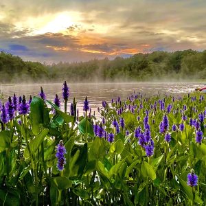 Misty Waters