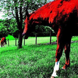 Just Grazing