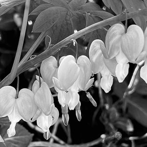Bleeding Hearts - B&W