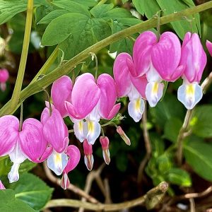 Bleeding Hearts - Color