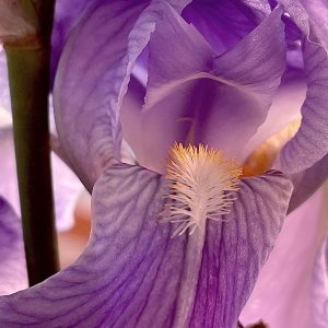 Iris 1