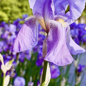 Iris 2