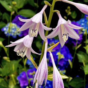 Blooming Hosta 1