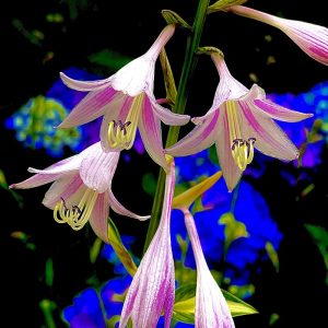 Blooming Hosta 2