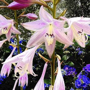 Blooming Hosta 3