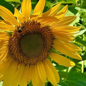 Sunflower with Bee 1