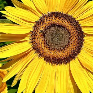 Sunflower with Bee 2