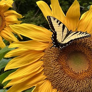Sunflower with Monarch