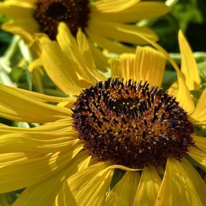 2 Sunflowers