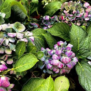 Colorful Fall Hydrangeas 1