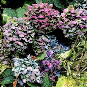 Colorful Fall Hydrangeas 2