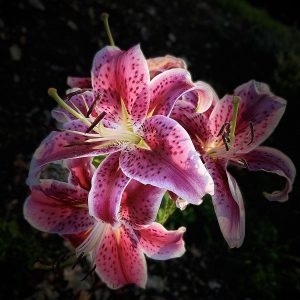 Blooming Lilies