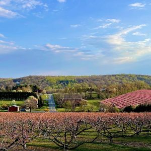 Apple Orchard Rebirth