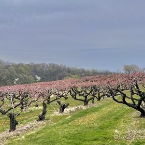 Apple Orchard Spring