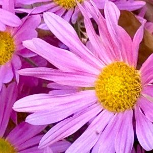 Chrysanthemum 1