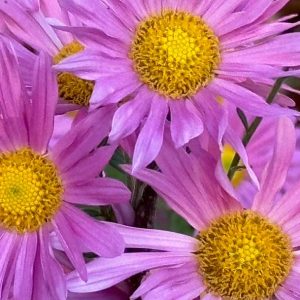 Chrysanthemum 2