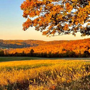 Fall Foliage 2022