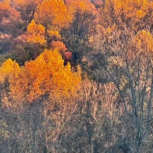 Last Days Of Autumn 1
