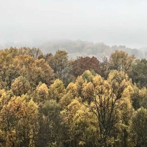 One Foggy Fall Morning